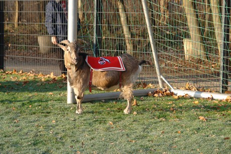 geissbockheim