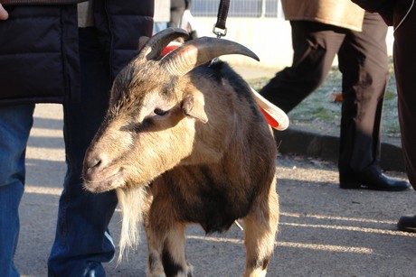 geissbockheim
