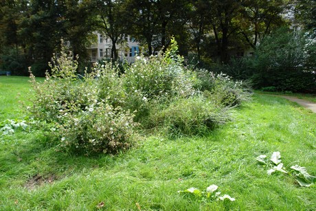 manderscheider-platz