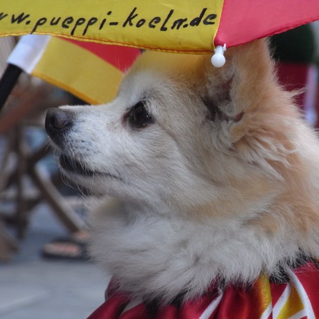 pueppi