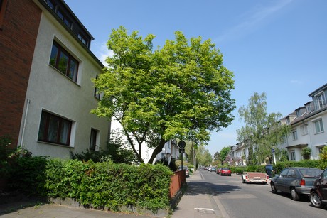 ehrenfeld