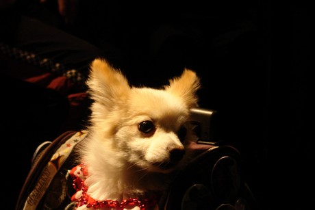 rembrandt