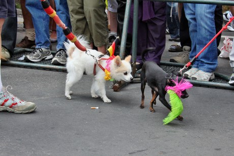 csd