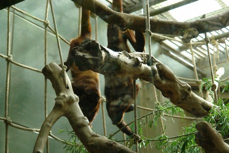 affenhaus