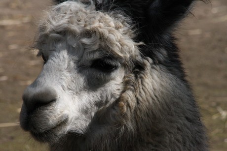alpaka