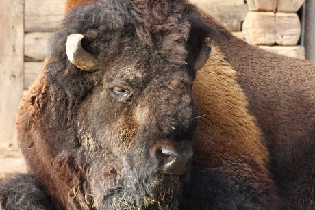 bison
