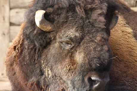 bison
