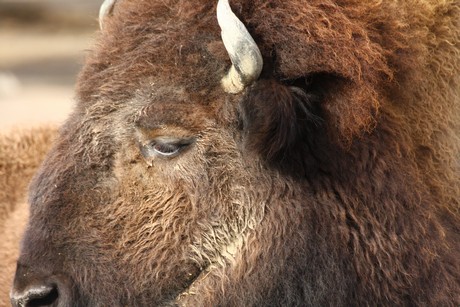 bison