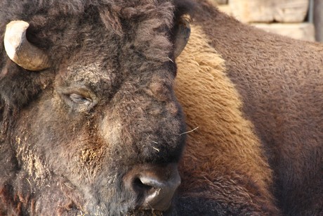 bison