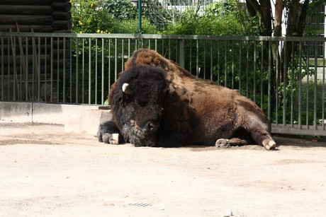 bison