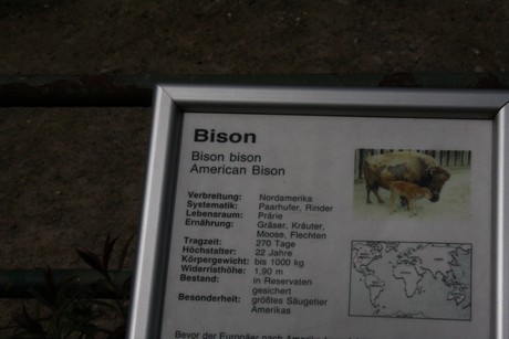 bison