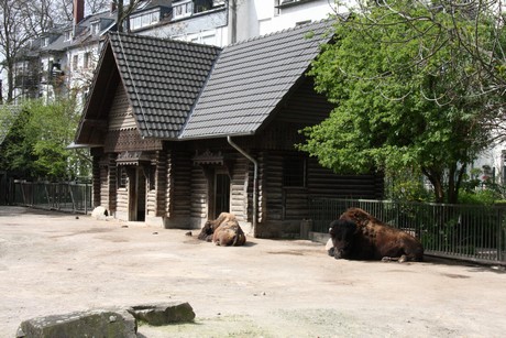 bison