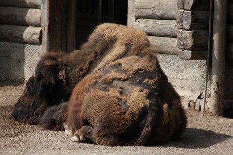 bison