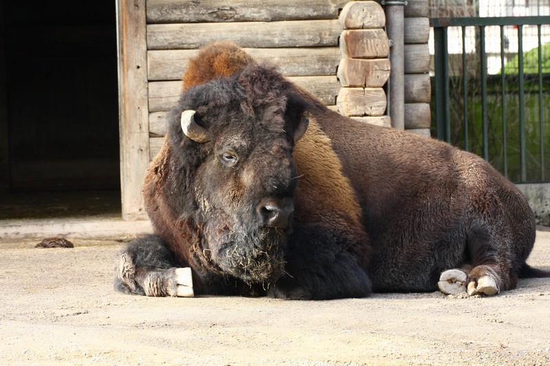 bison