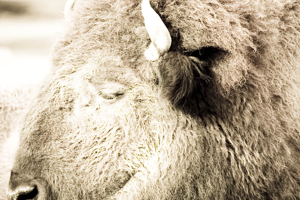 bison