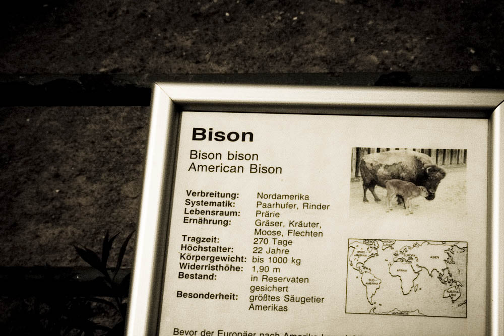 bison