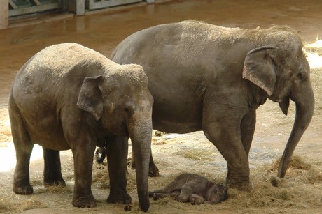 elefanten-park