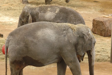 elefanten-park