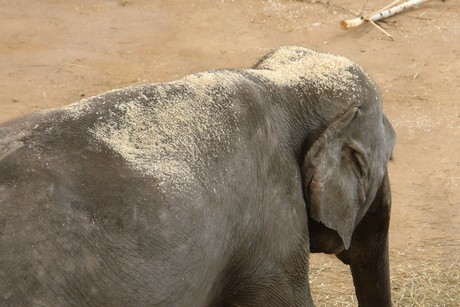 elefanten-park