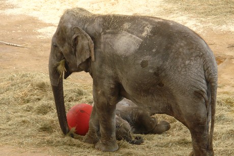elefanten-park