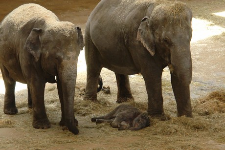 elefanten-park