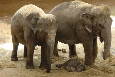 elefanten-park