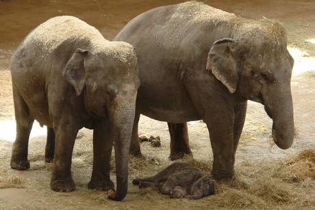 elefanten-park