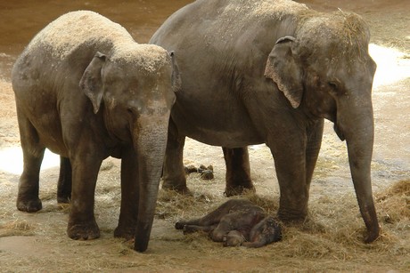 elefanten-park