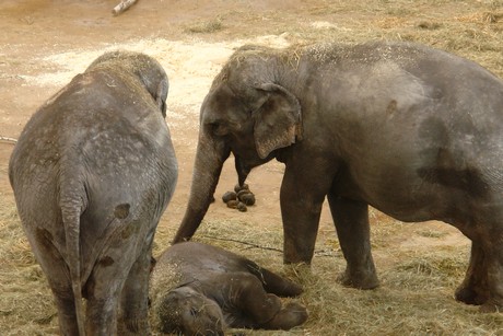 elefanten-park