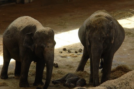 elefanten-park