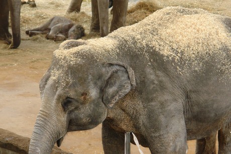 elefanten-park