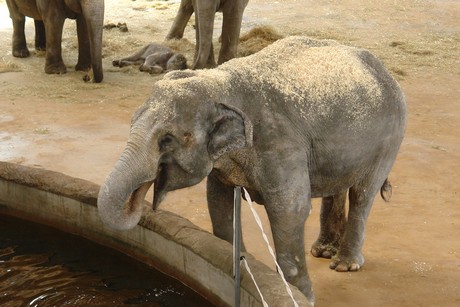 elefanten-park
