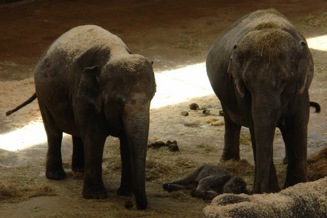 elefanten-park