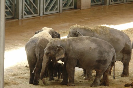elefanten-park