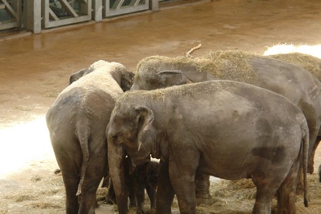 elefanten-park