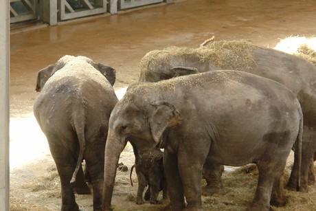 elefanten-park