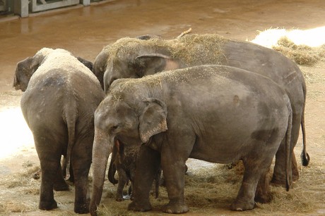 elefanten-park