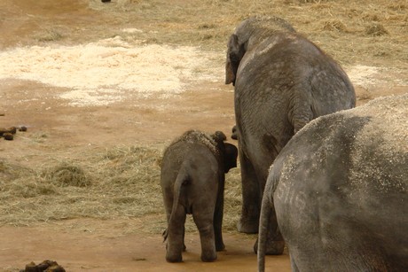 elefanten-park