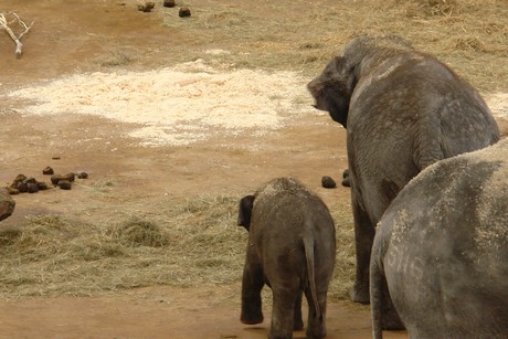 elefanten-park