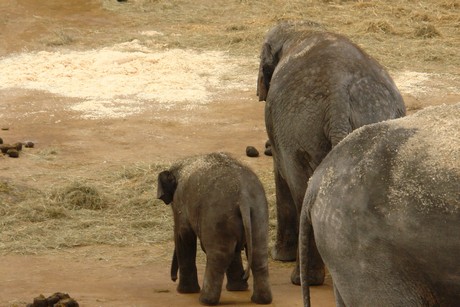 elefanten-park
