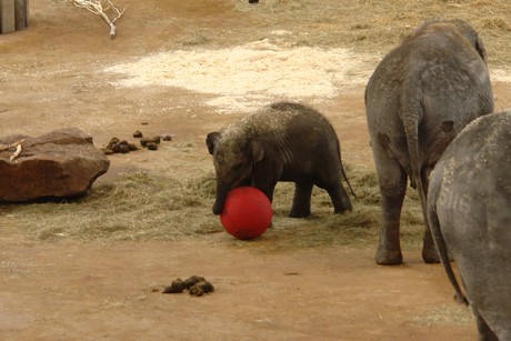 elefanten-park