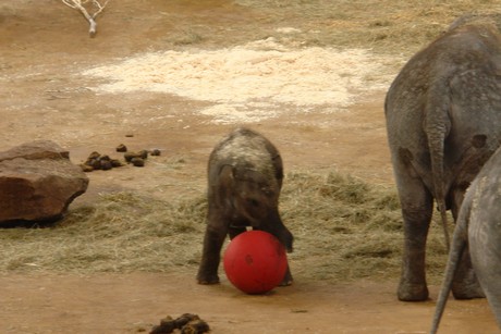elefanten-park