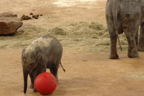 elefanten-park