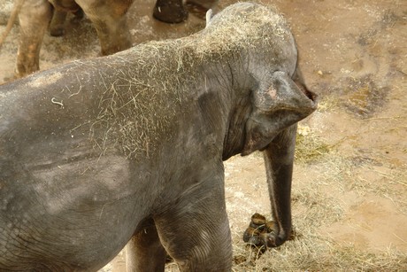 elefanten-park