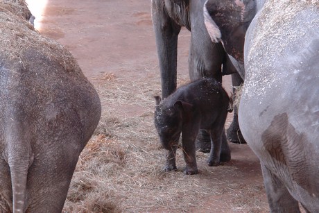 elefanten-park