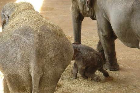 elefanten-park
