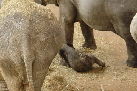 elefanten-park