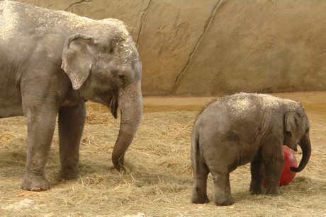 elefanten-park
