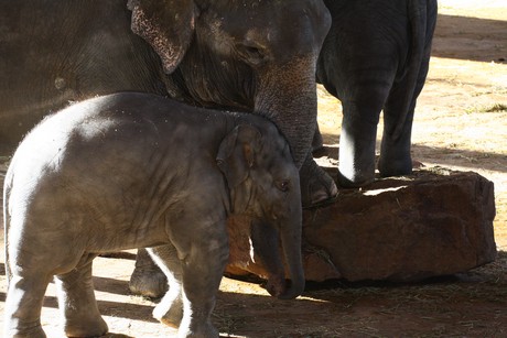 elefanten-park