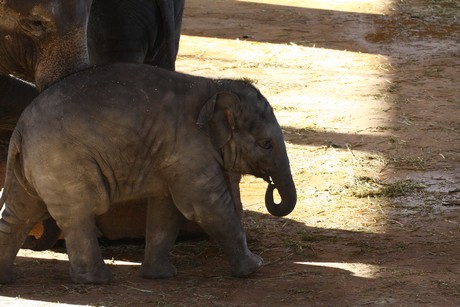 elefanten-park